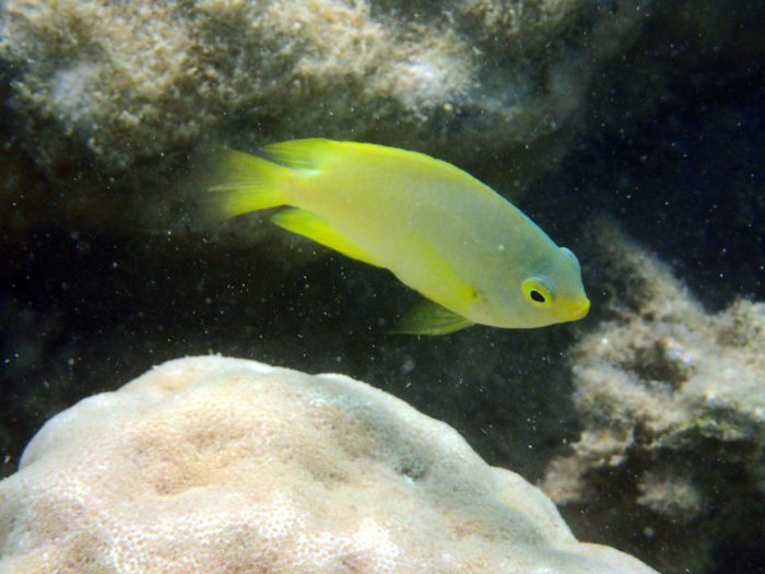 Amblyglyphidodon aureus