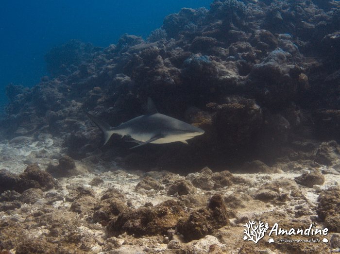 Requin gris de récif