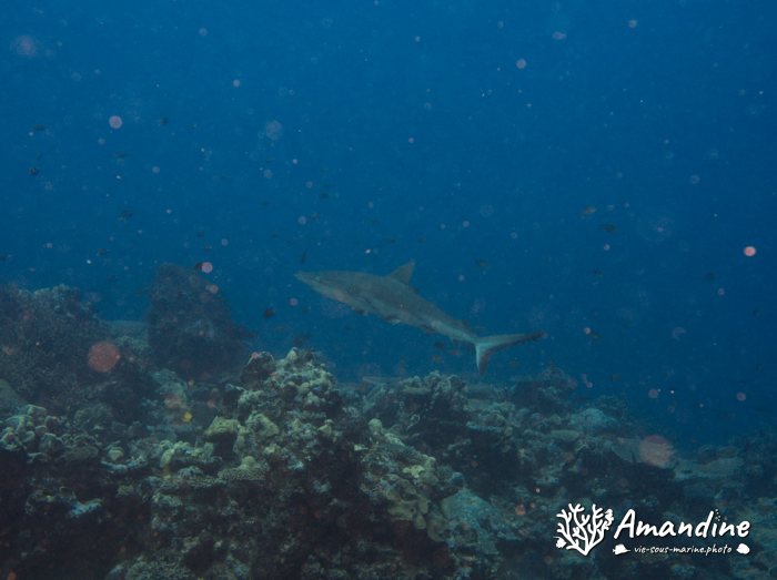 Requin gris de récif