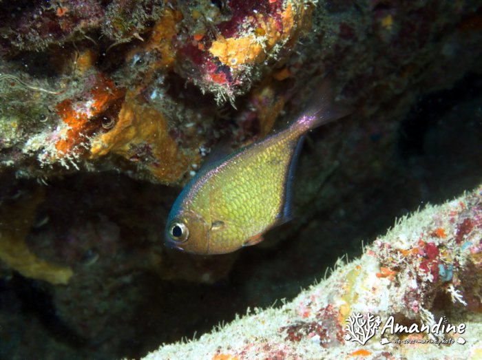 Poisson-hachette