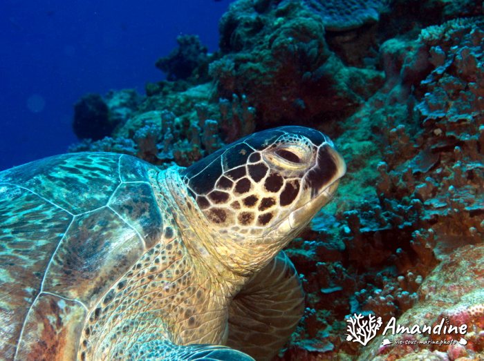 Chelonia mydas (tortue verte)