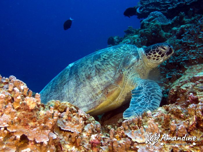 Chelonia mydas (tortue verte)
