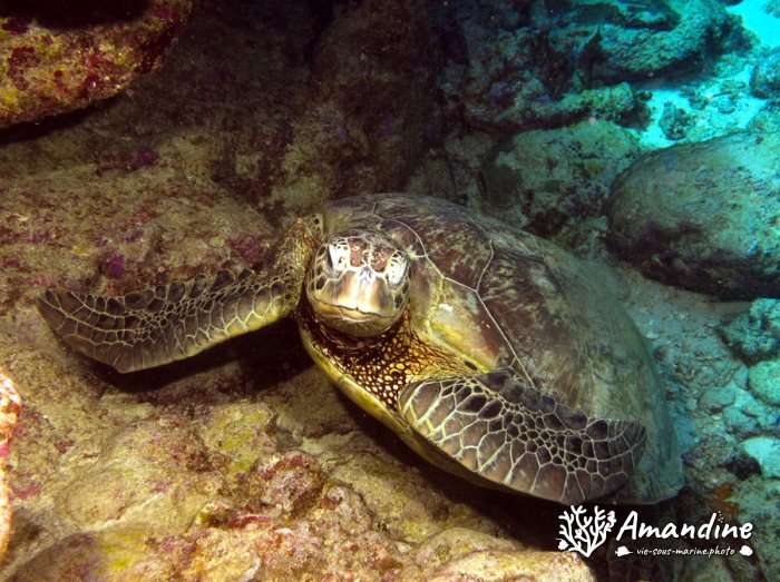 Chelonia mydas (tortue verte)