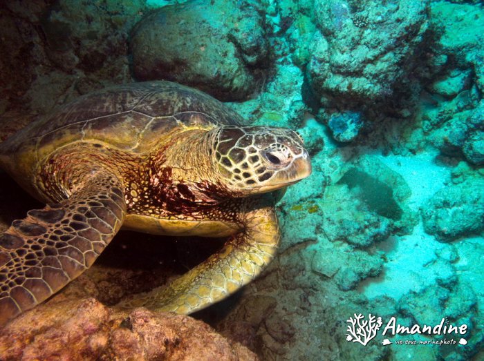Chelonia mydas (tortue verte)