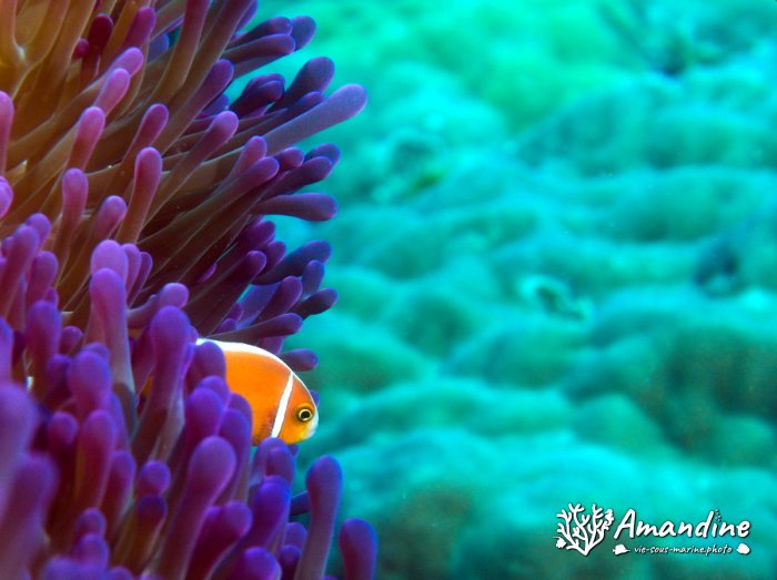 Amphiprion perideraion