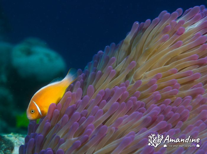 Amphiprion perideraion