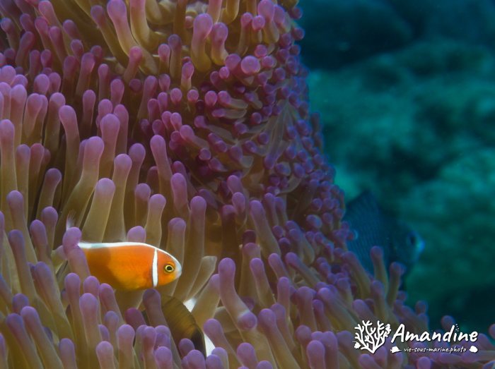 Amphiprion perideraion