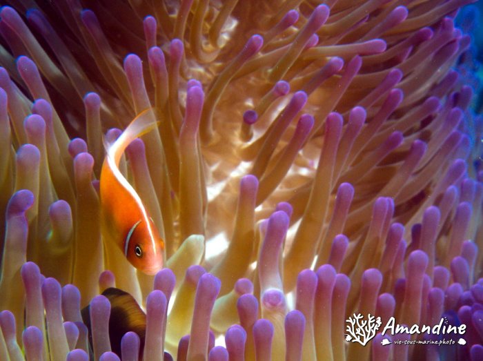 Amphiprion perideraion