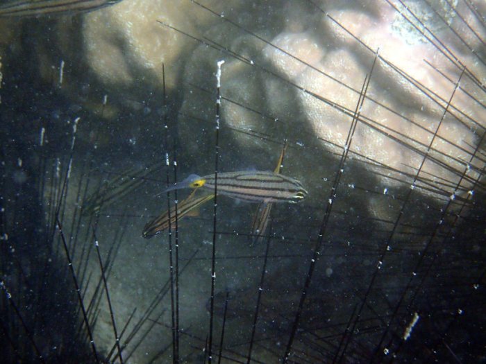 Cheilodipterus quinquelineatus