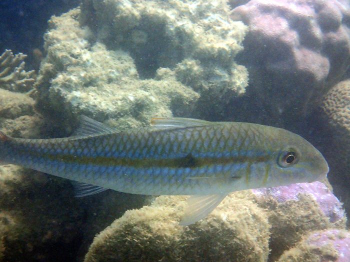 Mulloidichthys flavolineatus