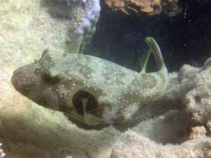Arothron hispidus