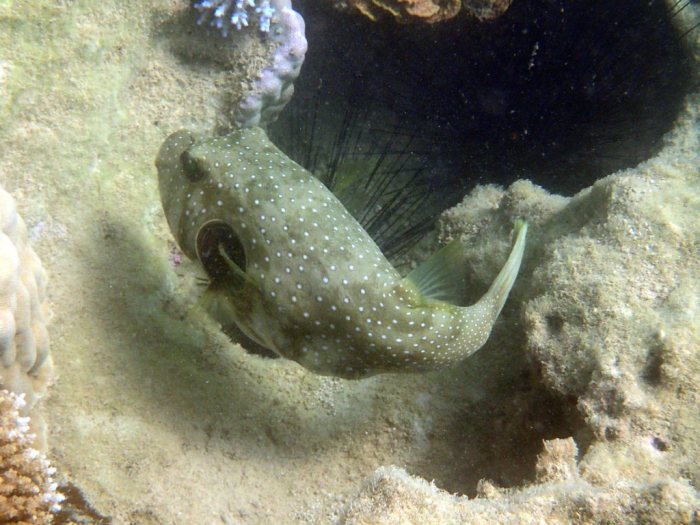 Arothron hispidus