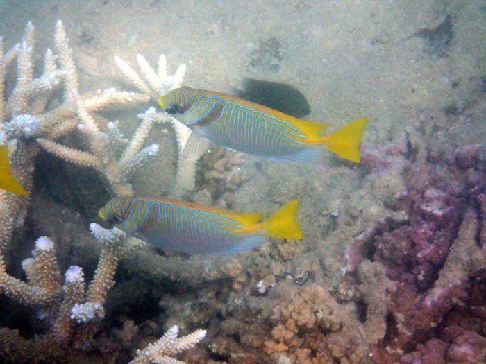 Siganus doliatus