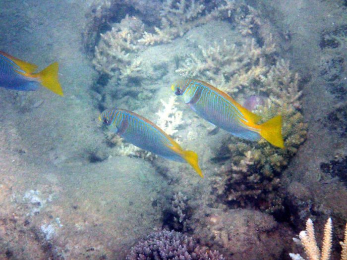 Siganus doliatus