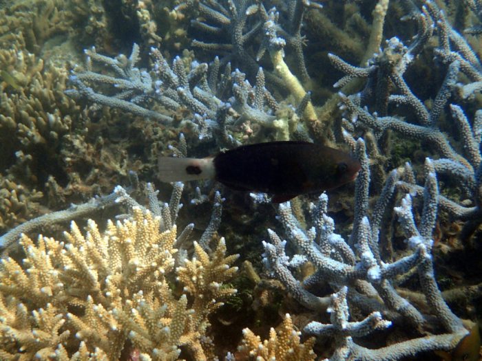 Chlorurus sordidus