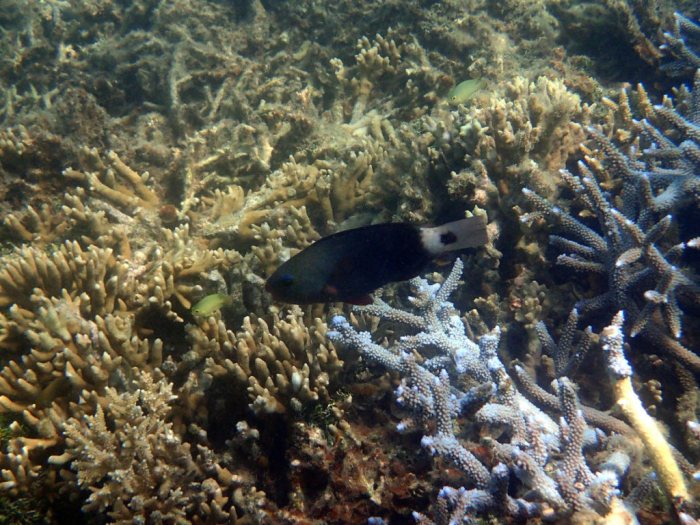 Chlorurus sordidus