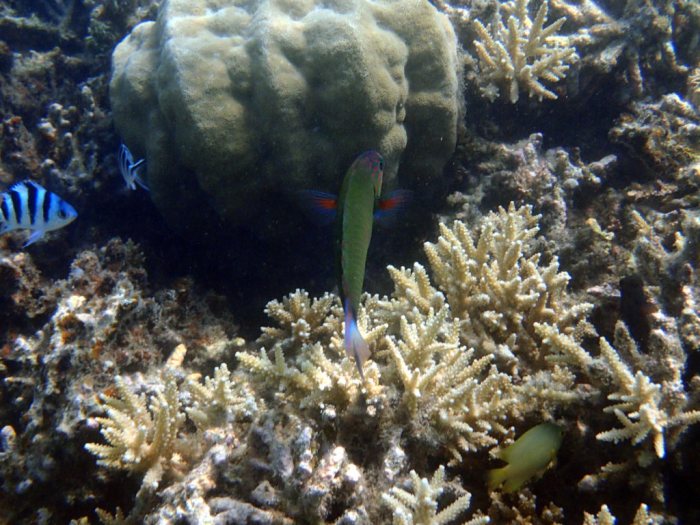 Thalassoma lunare