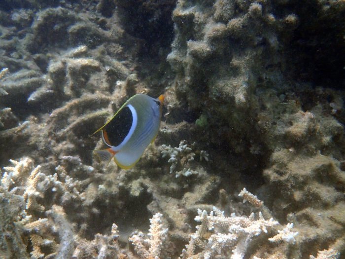 Chaetodon ephippium