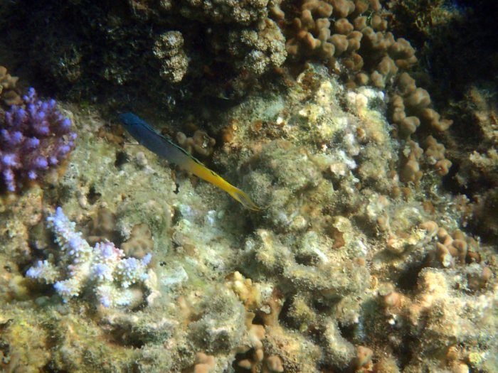Meiacanthus atrodorsalis