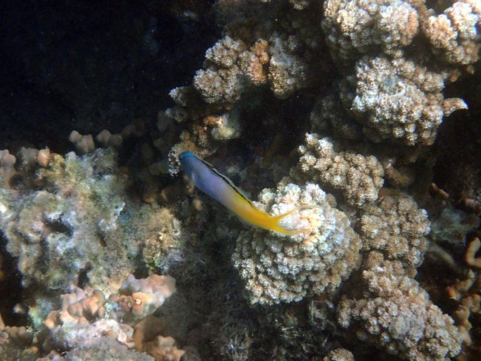 Meiacanthus atrodorsalis