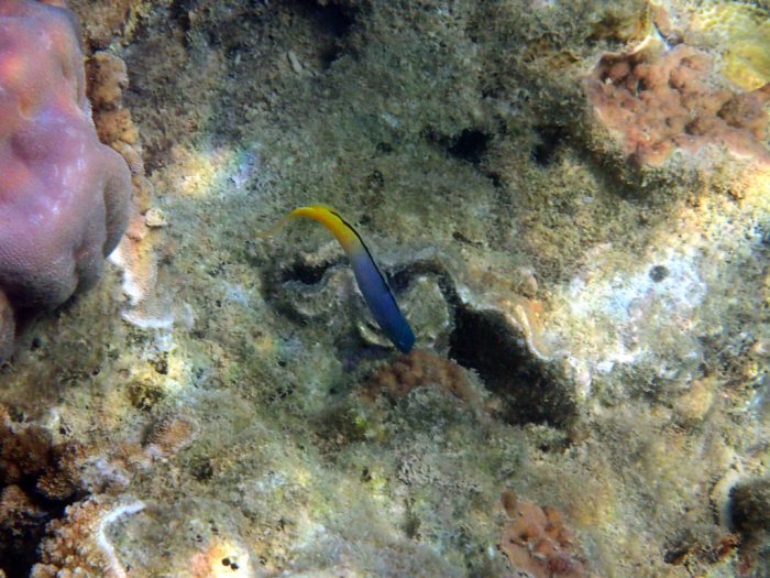 Meiacanthus atrodorsalis