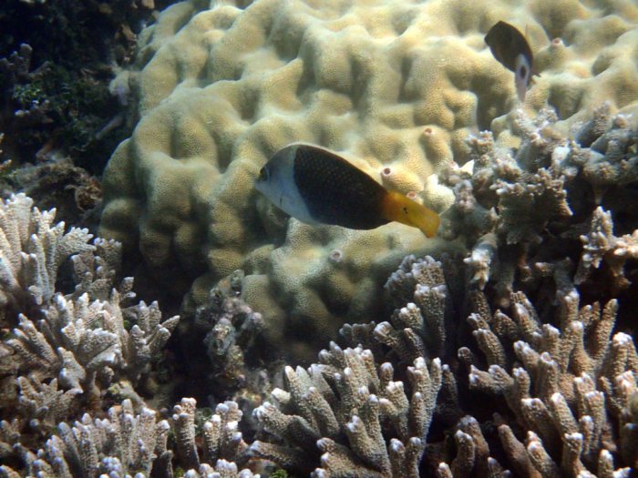 Hemigymnus melapterus
