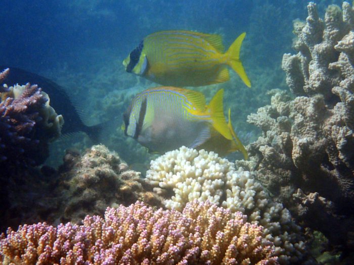 Siganus doliatus
