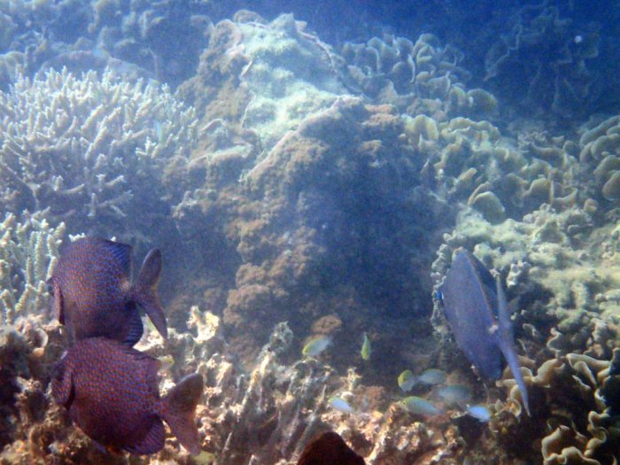 Siganus punctatus