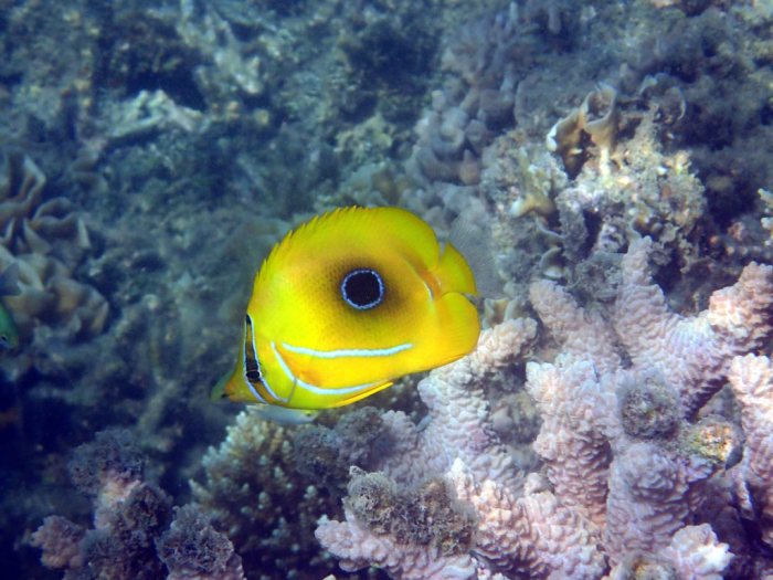 Chaetodon bennetti
