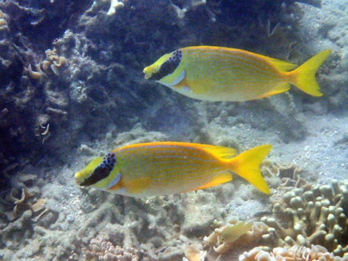 Siganus puellus