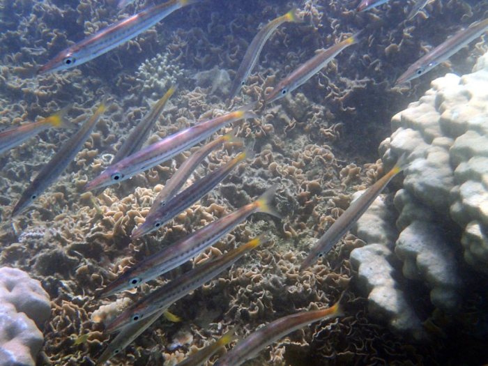 Sphyraena flavicauda