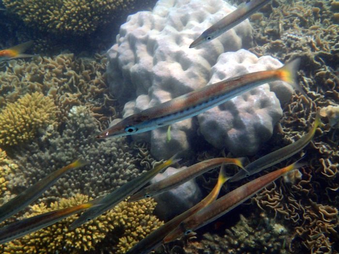 Sphyraena flavicauda