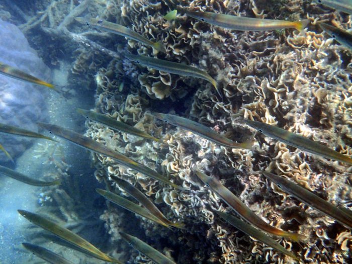 Sphyraena flavicauda