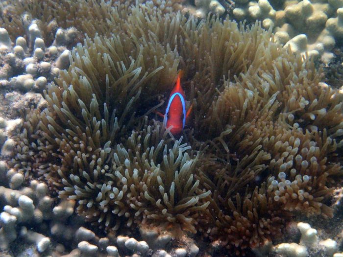 Amphiprion melanopus