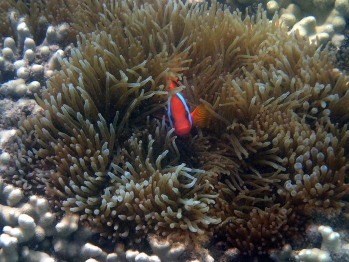 Amphiprion melanopus