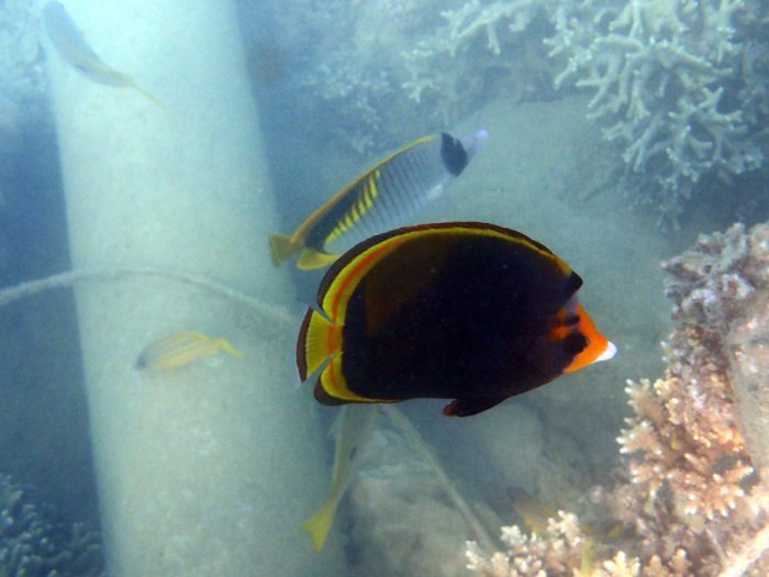 Chaetodon flavirostris