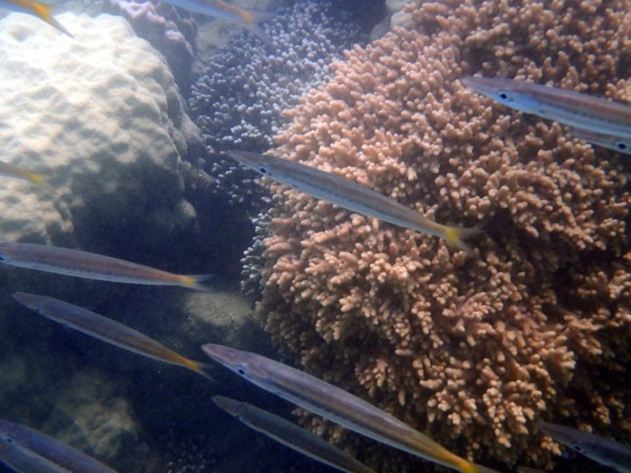 Sphyraena flavicauda