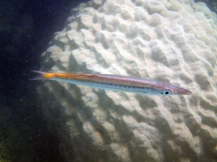 Sphyraena flavicauda