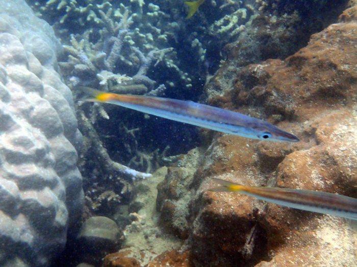 Sphyraena flavicauda