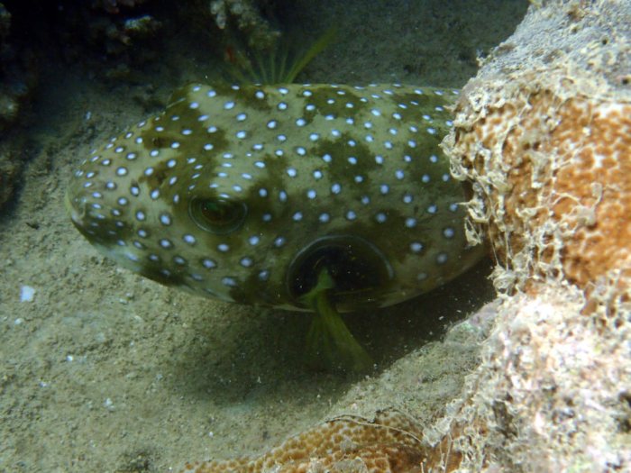 Arothron hispidus