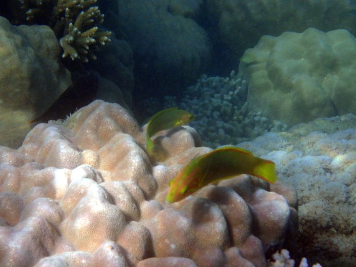 Thalassoma lutescens