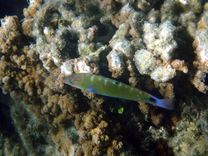 Thalassoma lunare