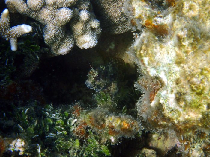 Crossosalarias macrospilus