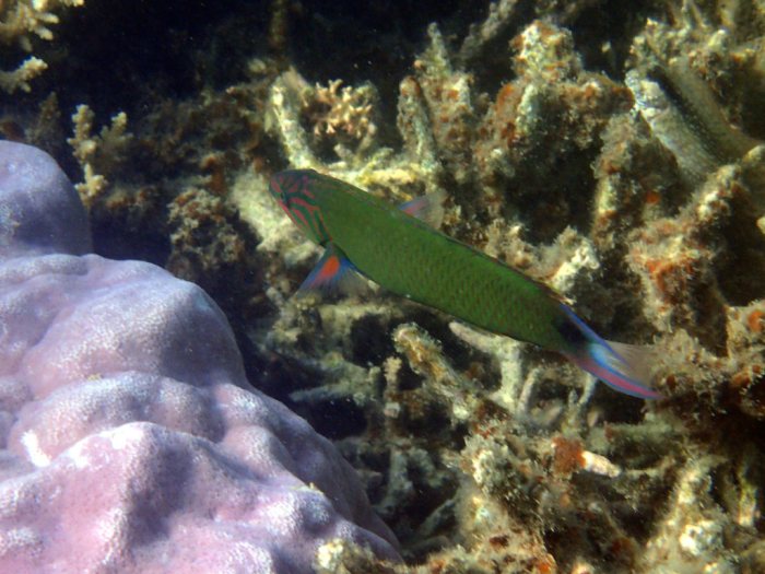 Thalassoma lunare