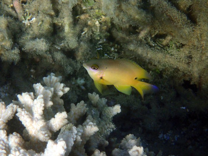 Stegastes nigricans