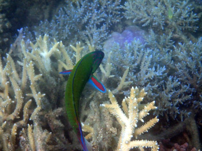 Thalassoma lunare