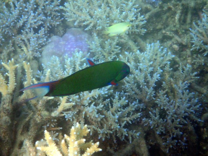 Thalassoma lunare