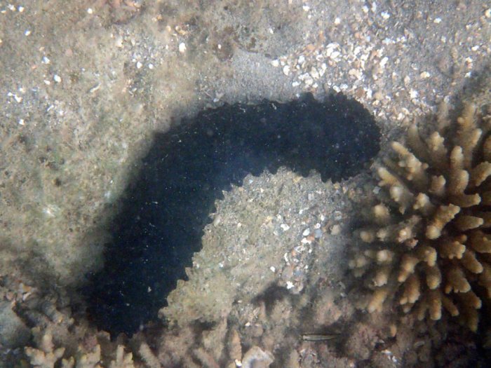 Stichopus chloronotus