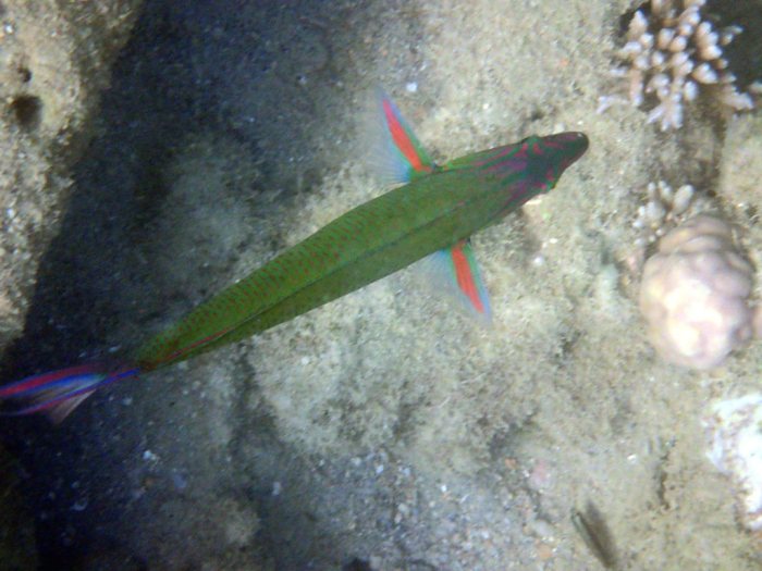 Thalassoma lunare