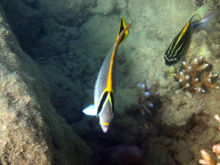 Chaetodon trifascialis